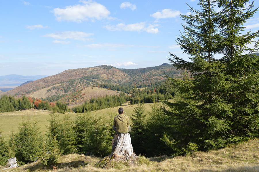 Persona contemplando un valle entre el bosque